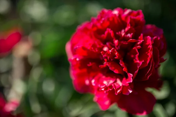 Flor Peónia Vermelha Fundo Altamente Desfocado Macro Jardim Floricultura Jardim — Fotografia de Stock