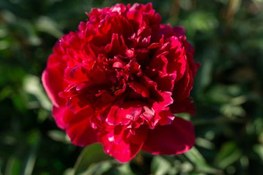 Kırmızı şakayık çiçeği. Arka plan çok bulanık. Makro. Bahçe, bahçe çiçekleri