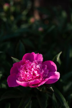 Pembe şakayık çiçeği. Arka plan bulanık. Makro. Bahçe, bahçe çiçekleri