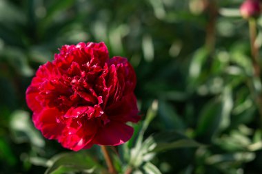 Kırmızı şakayık çiçeği. Arka plan çok bulanık. Makro. Bahçe, bahçe çiçekleri