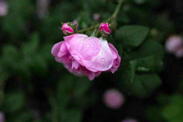 Gotas Água Uma Rosa Rosa Fundo Desfocado Macro Jardim Floricultura — Fotografia de Stock