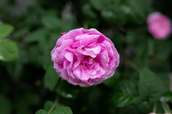 Gotas Água Uma Rosa Rosa Fundo Desfocado Macro Jardim Floricultura — Fotografia de Stock