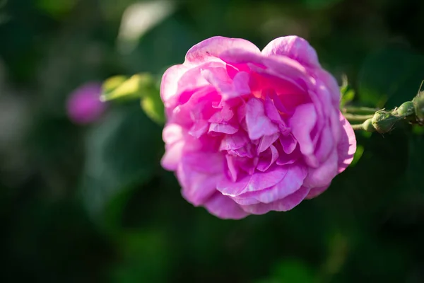 Pinkfarbene Pfingstrosenblüte Unscharfer Hintergrund Makro Garten Gartenfloristik — Stockfoto