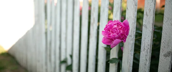 Fiore Peonia Rosa Sporge Una Recinzione Legno Sfondo Sfocato Macro — Foto Stock