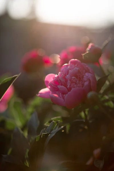 Fiore Peonia Rosa Sfondo Sfocato Macro Giardino Giardino Floricoltura — Foto Stock