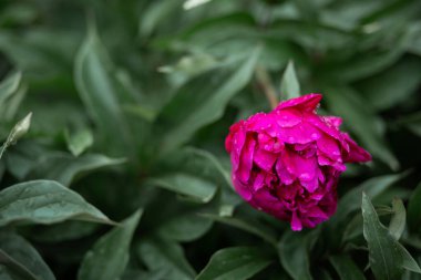 Kırmızı bir şakayığa bir damla su. Arka plan bulanık. Makro. Bahçe, bahçe çiçekleri