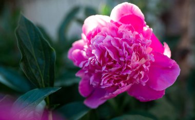 Pembe şakayık çiçeği. Arka plan bulanık. Makro. Bahçe, bahçe çiçekleri