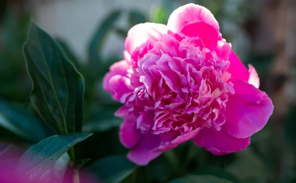 Fiore Peonia Rosa Sfondo Sfocato Macro Giardino Giardino Floricoltura — Foto Stock