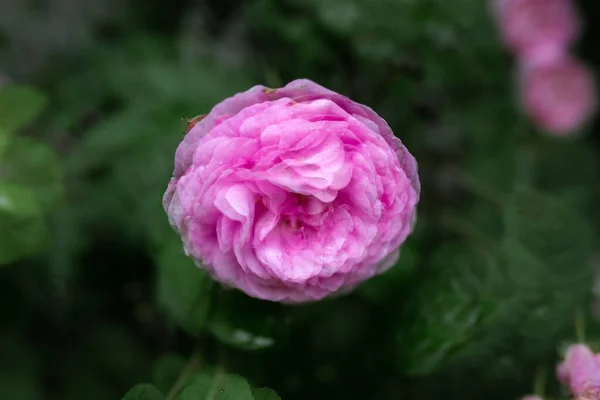 Вода Падає Рожеву Троянду Багаторазовий Ефект Експозиції Розмитий Фон Макро — стокове фото
