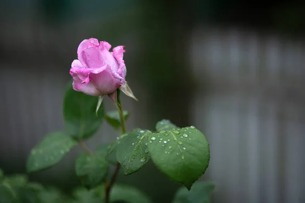 Druppels Water Een Lichtroze Roos Bladeren Wazige Achtergrond Een Macro — Stockfoto