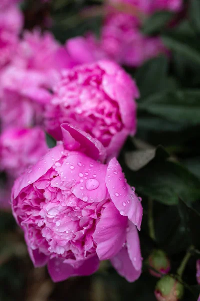 Gocce Acqua Sulle Peonie Rosa Sfondo Sfocato Macro Giardino Giardino — Foto Stock