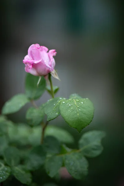 Droppar Vatten Svagt Rosa Ros Och Blad Oklar Bakgrund Makro — Stockfoto