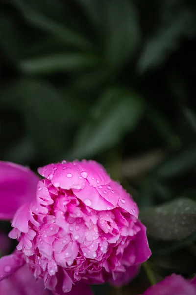 Waterdruppels Roze Pioenrozen Wazige Achtergrond Een Macro Tuin Tuinbloementeelt — Stockfoto