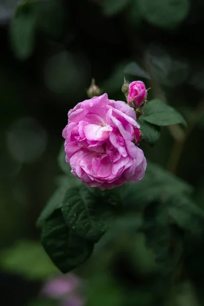 분홍빛 장미와 나뭇잎에 물방울이 떨어지고 있었다 흐릿하다 매크로 채소밭 — 스톡 사진