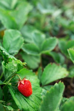 Yeşil yapraklı kırmızı çilek. Arka plan bulanık. Makro. Bahçe, bahçe çiçekleri, tarım.