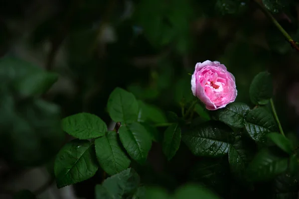 Wassertropfen Auf Einer Blassrosa Rose Und Auf Blättern Unscharfer Hintergrund — Stockfoto