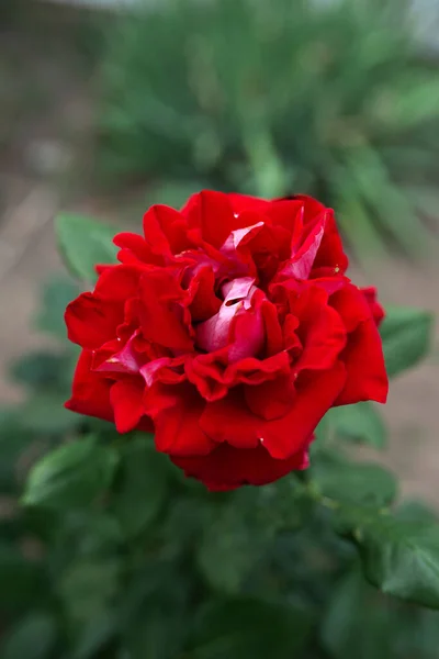 Rosa Rossa Fiore Sfondo Sfocato Macro Giardino Giardino Floricoltura — Foto Stock