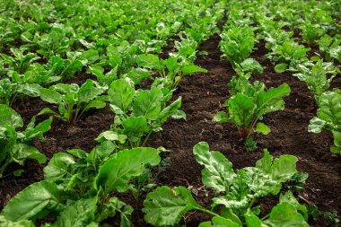 Pancar tohumları ekildi. Sebze bahçesi, tarım, kırsal, iş