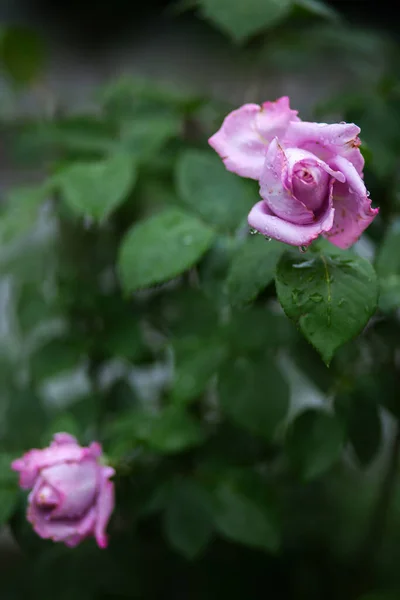 淡いピンクのバラと葉の上に水の滴 背景がぼやけている マクロだ 庭の花の栽培 — ストック写真