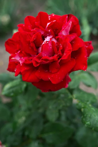 Дощові Пагони Червоній Квітці Троянд Розмитий Фон Макро Садові Садові — стокове фото