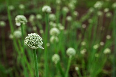 Soğan boruları yeşil. Sebze bahçesi, tarım, kırsal, iş