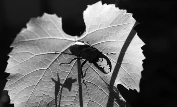 Black and white photo. Horn beetle on a vine leaf. wildlife