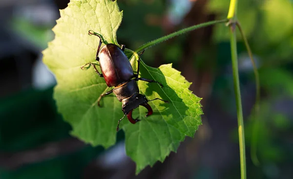 Escarabajo Cuernos Una Hoja Uva Vida Silvestre Insectos — Foto de Stock
