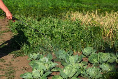 Teleskopik tüp spreyi zehri. Tarım, bahçıvanlık, sebze bahçesi