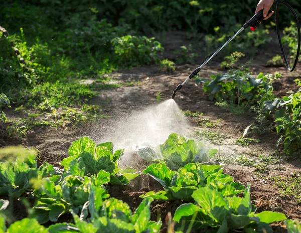 A poison sprayer with a telescopic tube sprays the spray onto the cabbage. Agriculture, gardening, vegetable garden