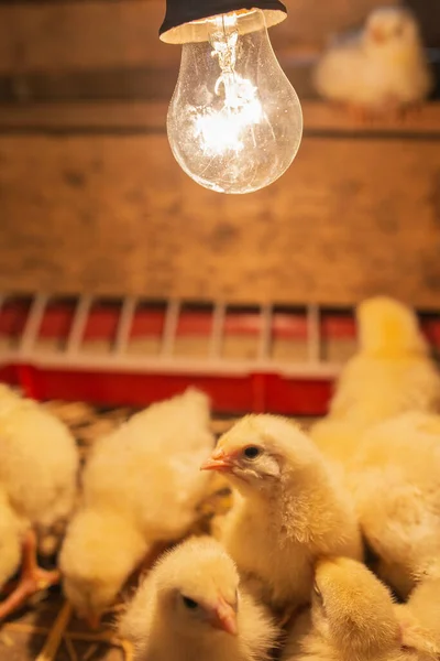 Broiler chickens sit in a box with a light bulb