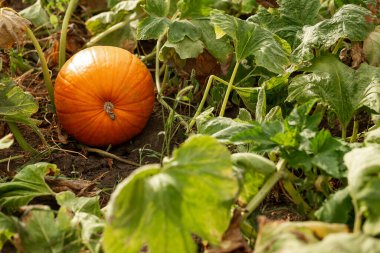 Pumpkin in the garden in the leaves. Agriculture, agronomy, industry