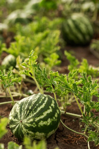 Watermelon Garden Leaves Agriculture Agronomy Industry — Foto de Stock