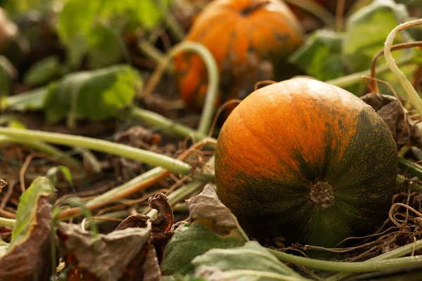 Pumpkin Garden Leaves Agriculture Agronomy Industry —  Fotos de Stock