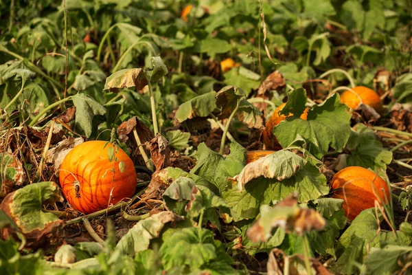 Pumpkin Garden Leaves Agriculture Agronomy Industry — Fotografia de Stock