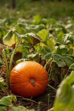 Pumpkin in the garden in the leaves. Agriculture, agronomy, industry