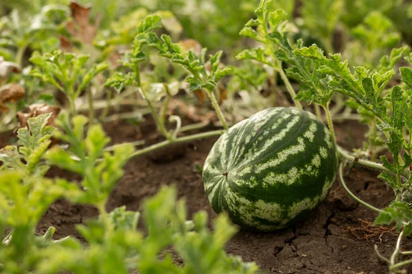 Watermelon Garden Leaves Agriculture Agronomy Industry — Zdjęcie stockowe