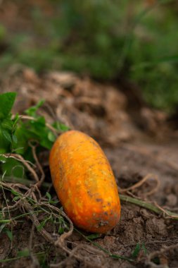 large yellow cucumber for seeds. Agriculture, agronomy, industry