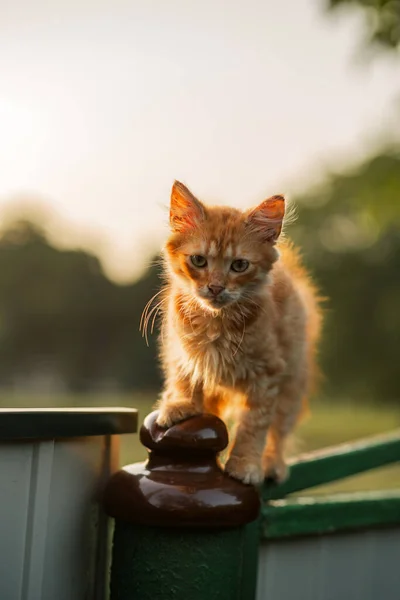 Fluffy ginger cat sits on the gate looks into the camera. pet shop, animal husbandry, pets