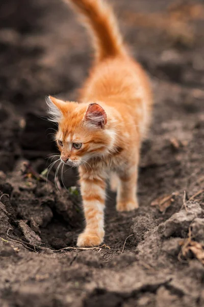 Fluffy red cat in the garden. pet shop, animal husbandry, pets