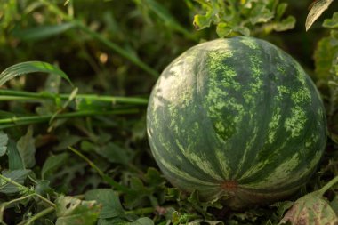 Watermelon in the garden in the leaves. Agriculture, agronomy, industry