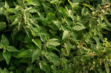 Leaves of nettle in the garden. Agriculture, agronomy, industry