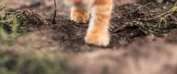 Paws of a fluffy red cat in the garden. pet shop, animal husbandry, pets