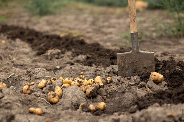 копать картошку в саду под лопатой. Садоводство, сельское хозяйство, сельское