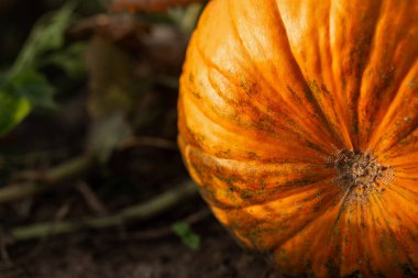 Pumpkin in the garden in the leaves. Agriculture, agronomy, industry