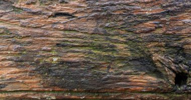Yeşil yosunlu kahverengi ağaç kabuğu dokusu