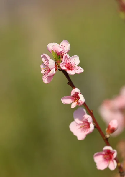 복숭아 - Prunus persica - 장미 빛 꽃, 봄에 꽃 — 스톡 사진