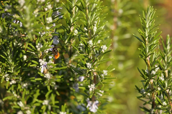 Mason abeille sur fleur de romarin au printemps — Photo