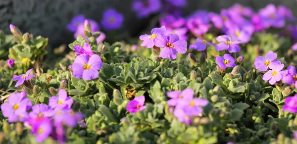 紫罗兰 · 奥布丽塔春天开了花，绿叶丛生 — 图库照片