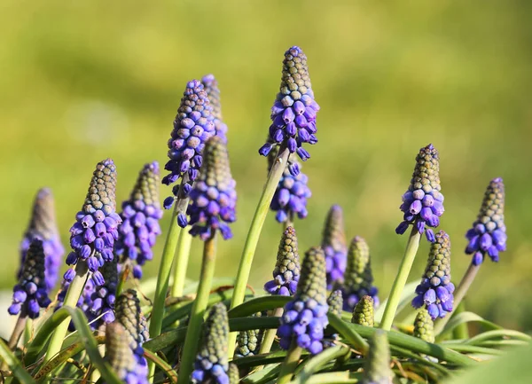 Muscari flowers in spring with green background — Stock Photo, Image