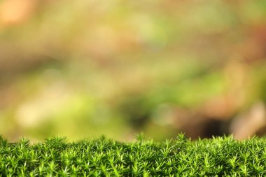 Yeşil yosun ve boş alan.